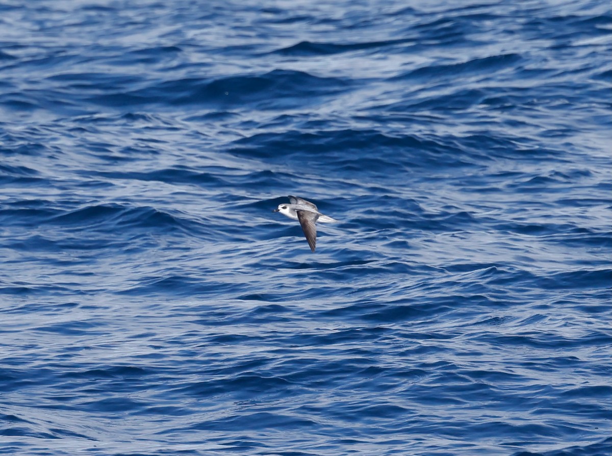 Petrel Chileno - ML628253438