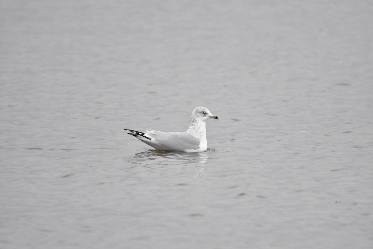 Gaviota de Delaware - ML628253471