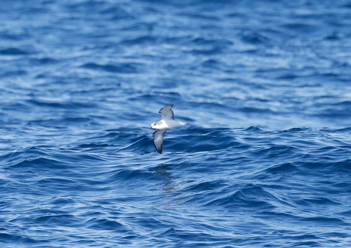 Petrel Chileno - ML628253543