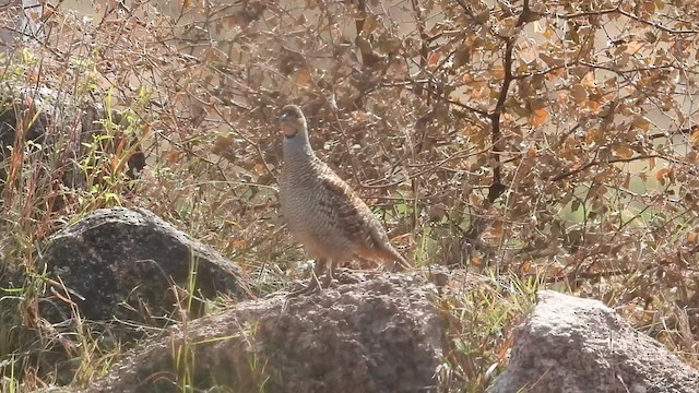Gray Francolin - ML628253618