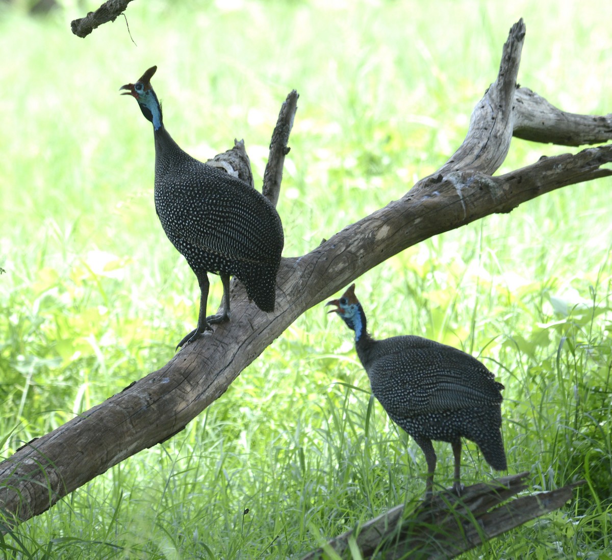 Helmeted Guineafowl - ML628253669