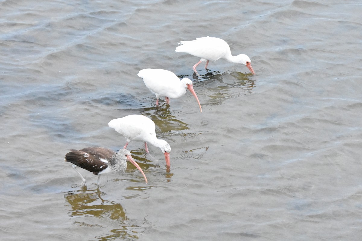 Ibis Blanco - ML628253697