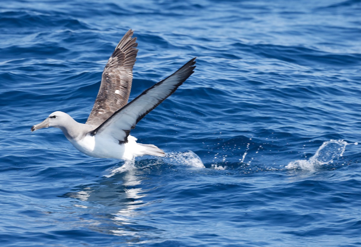 Salvin's Albatross - ML628253819