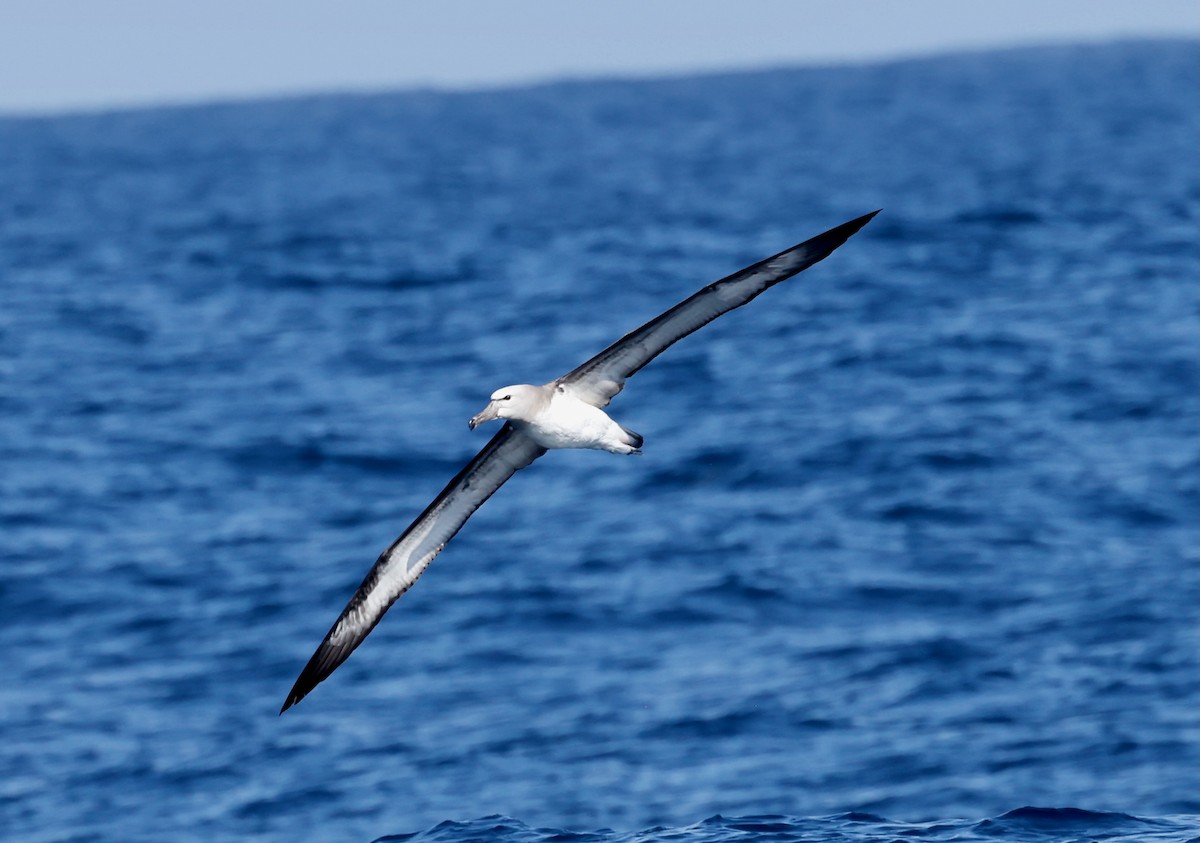 Salvin's Albatross - ML628253826