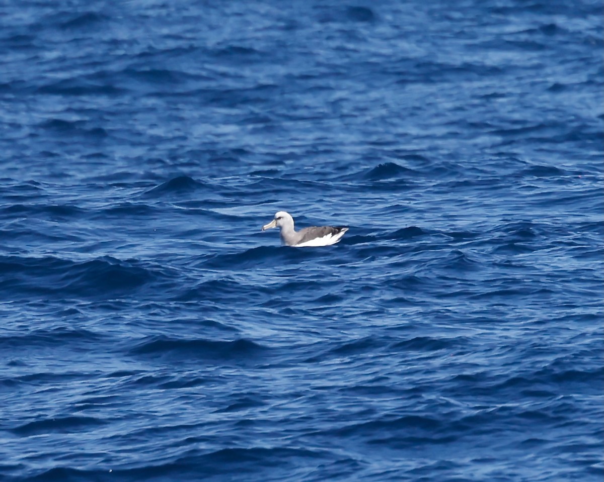 Salvin's Albatross - ML628253833