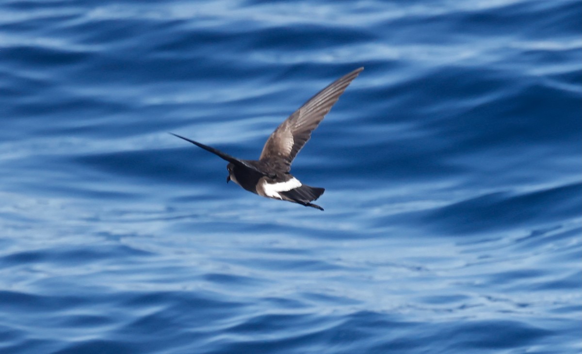 Elliot's Storm-Petrel - ML628253863