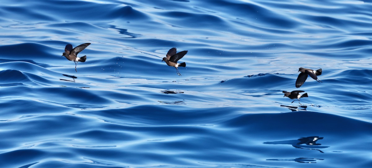 Elliot's Storm-Petrel - ML628253870