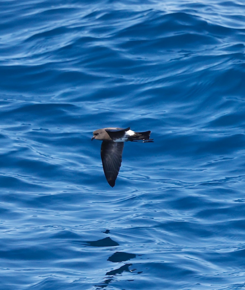 Elliot's Storm-Petrel - ML628253880