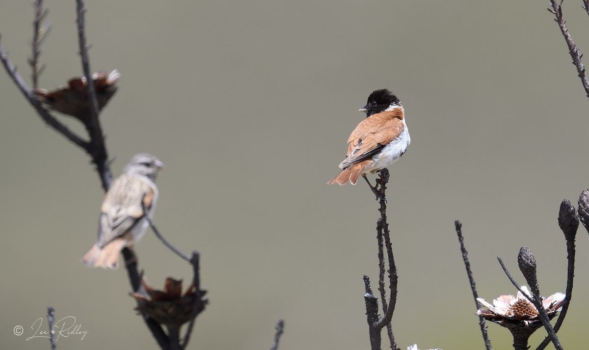 Black-headed Canary - ML628253943