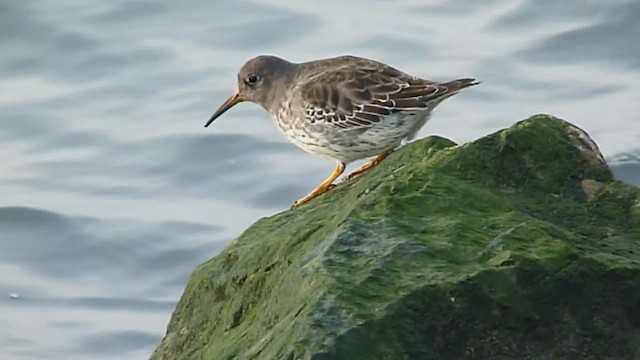 fjæreplytt - ML628253976