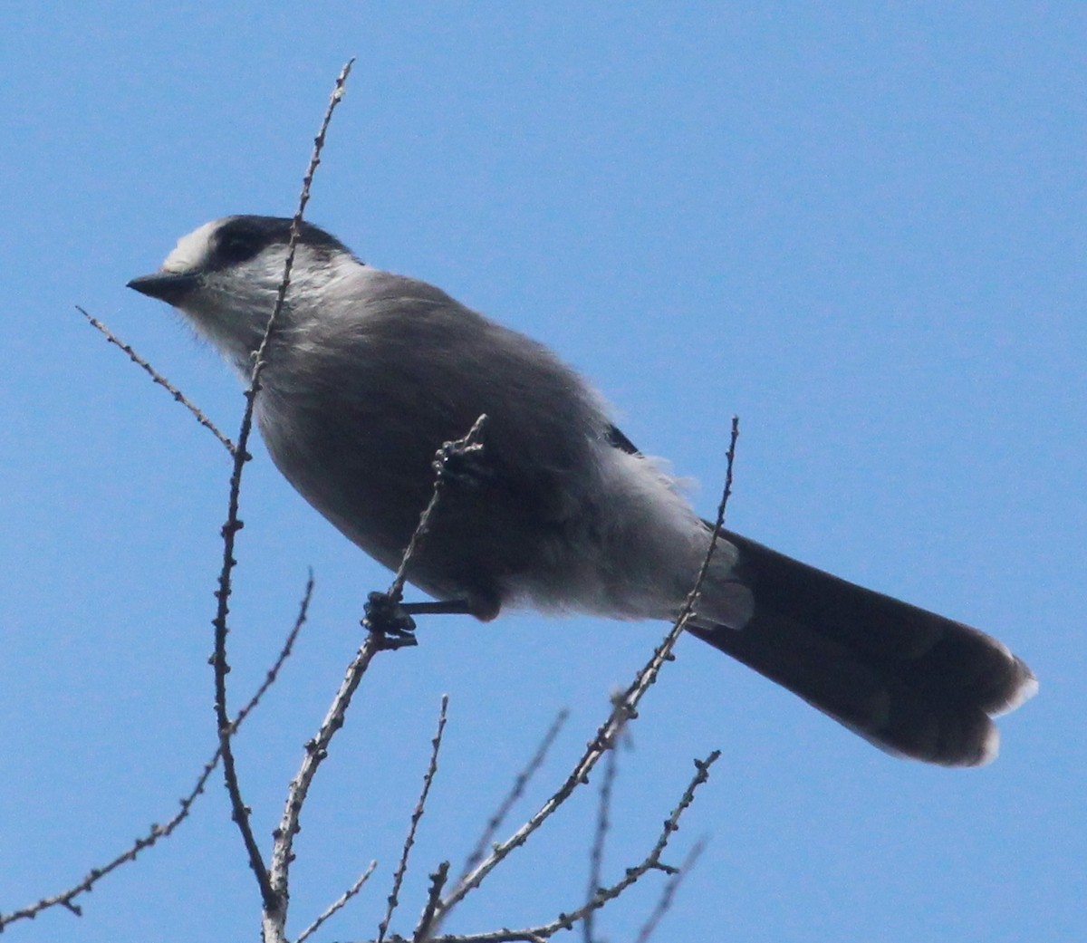 Mésangeai du Canada - ML628254106