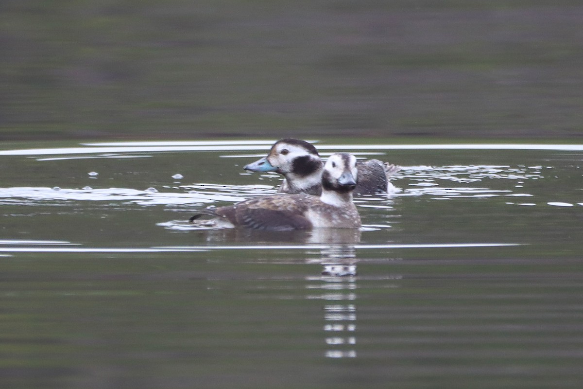 Long-tailed Duck - ML628254149