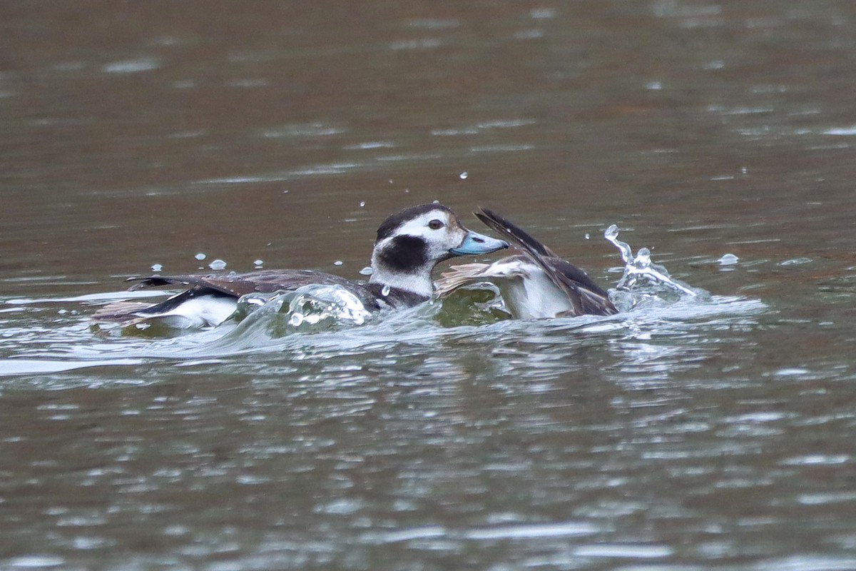 Long-tailed Duck - ML628254151