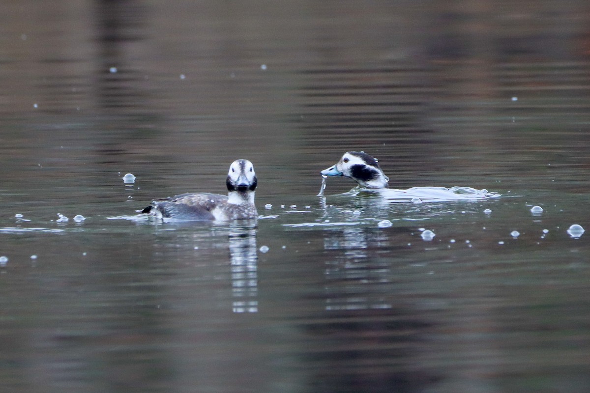 Long-tailed Duck - ML628254152
