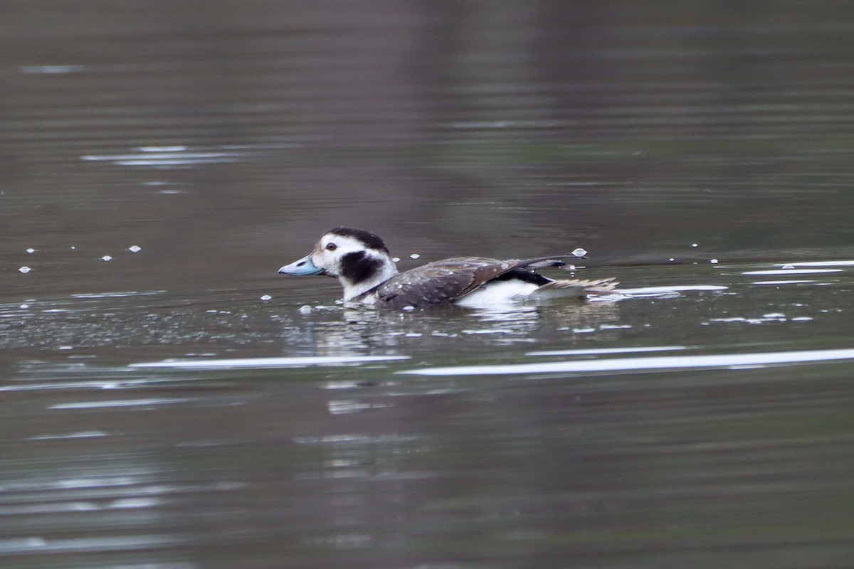 Long-tailed Duck - ML628254153