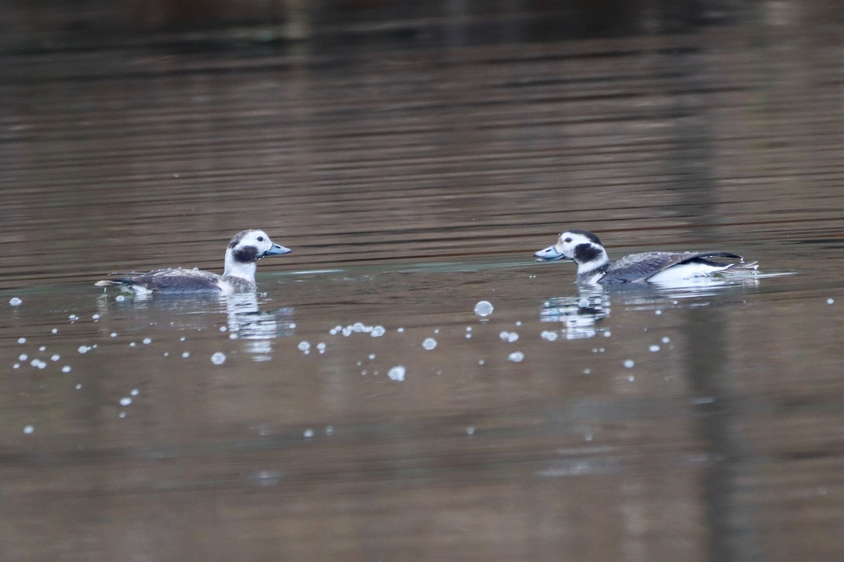 Long-tailed Duck - ML628254154