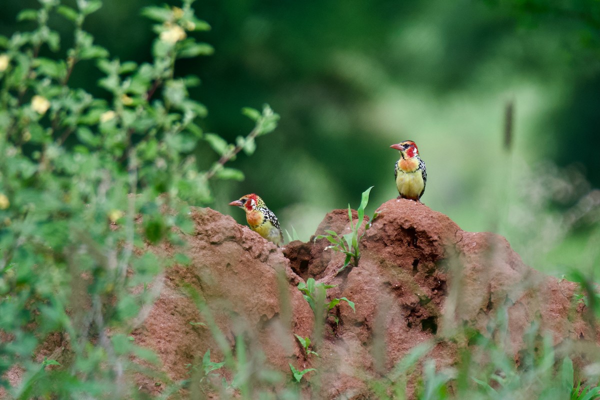 Red-and-yellow Barbet - ML628254309