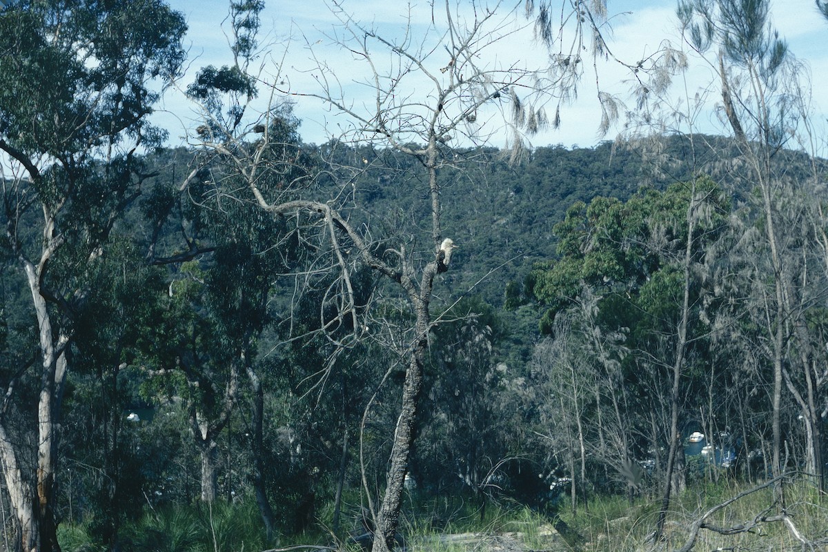 latterkokaburra - ML628254325