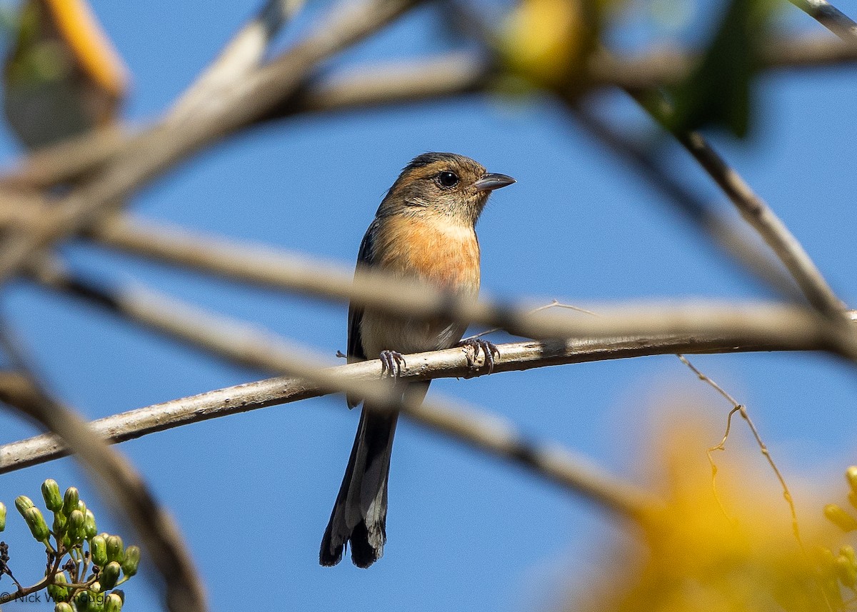 Red-breasted Chat - ML628254367