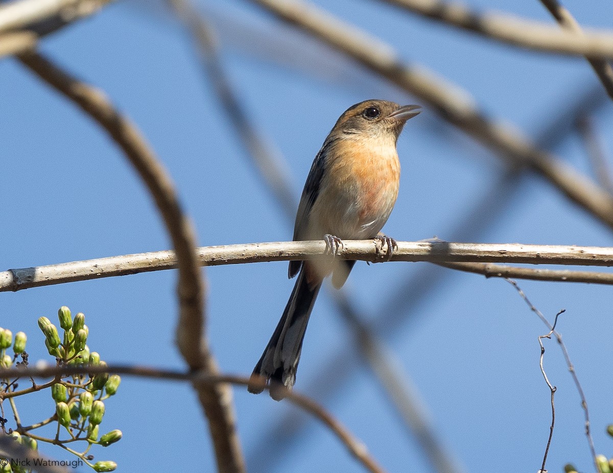 Red-breasted Chat - ML628254368