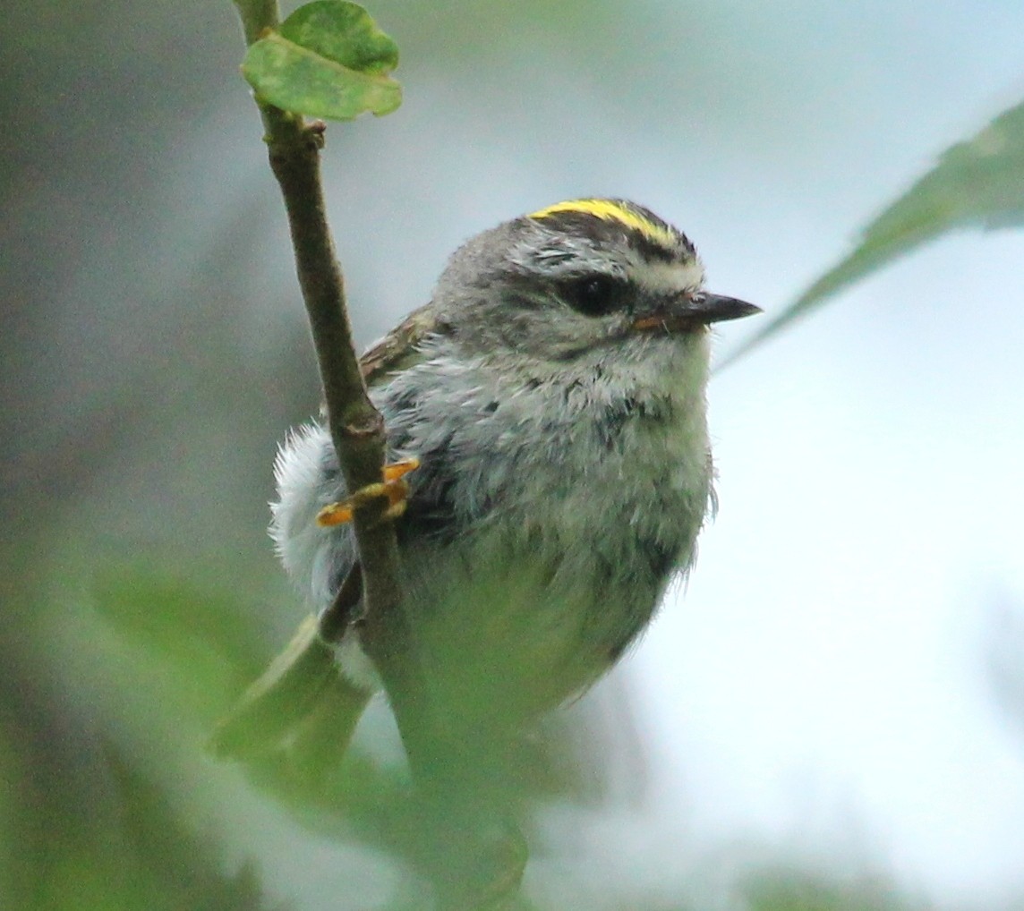 Roitelet à couronne dorée - ML628254420