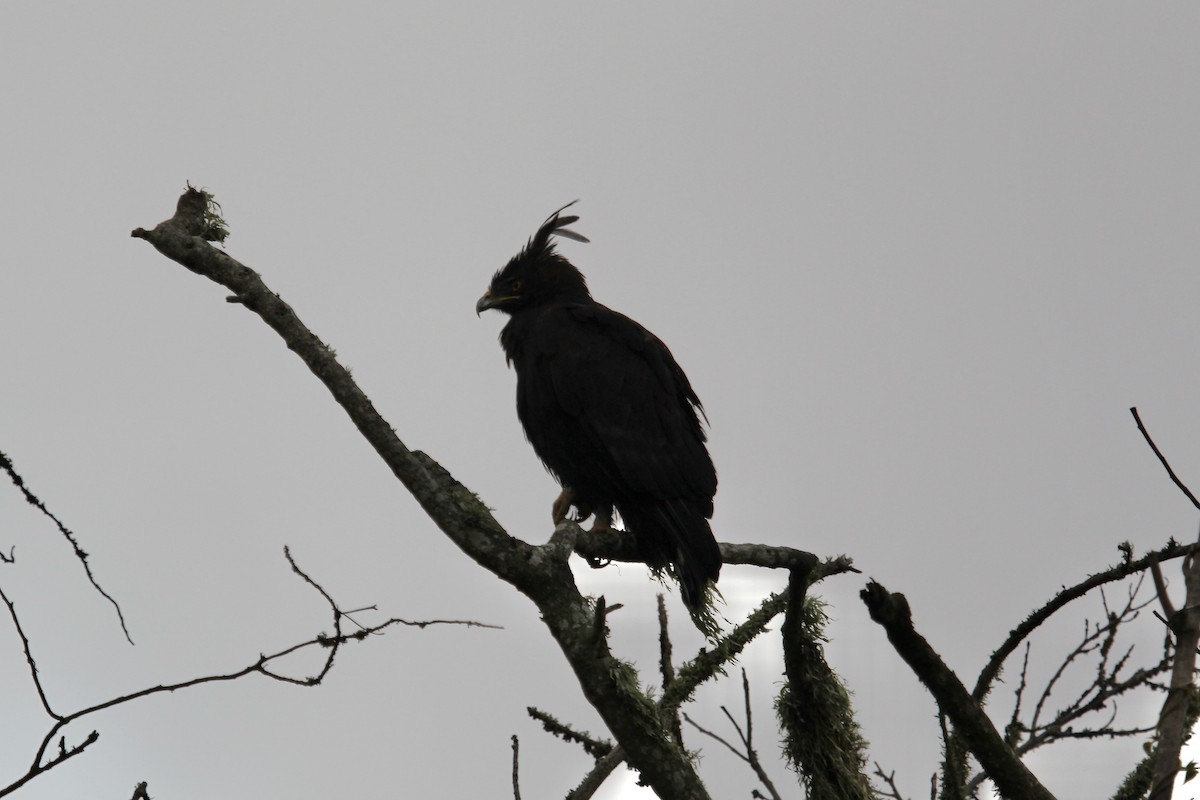 Long-crested Eagle - ML628254708