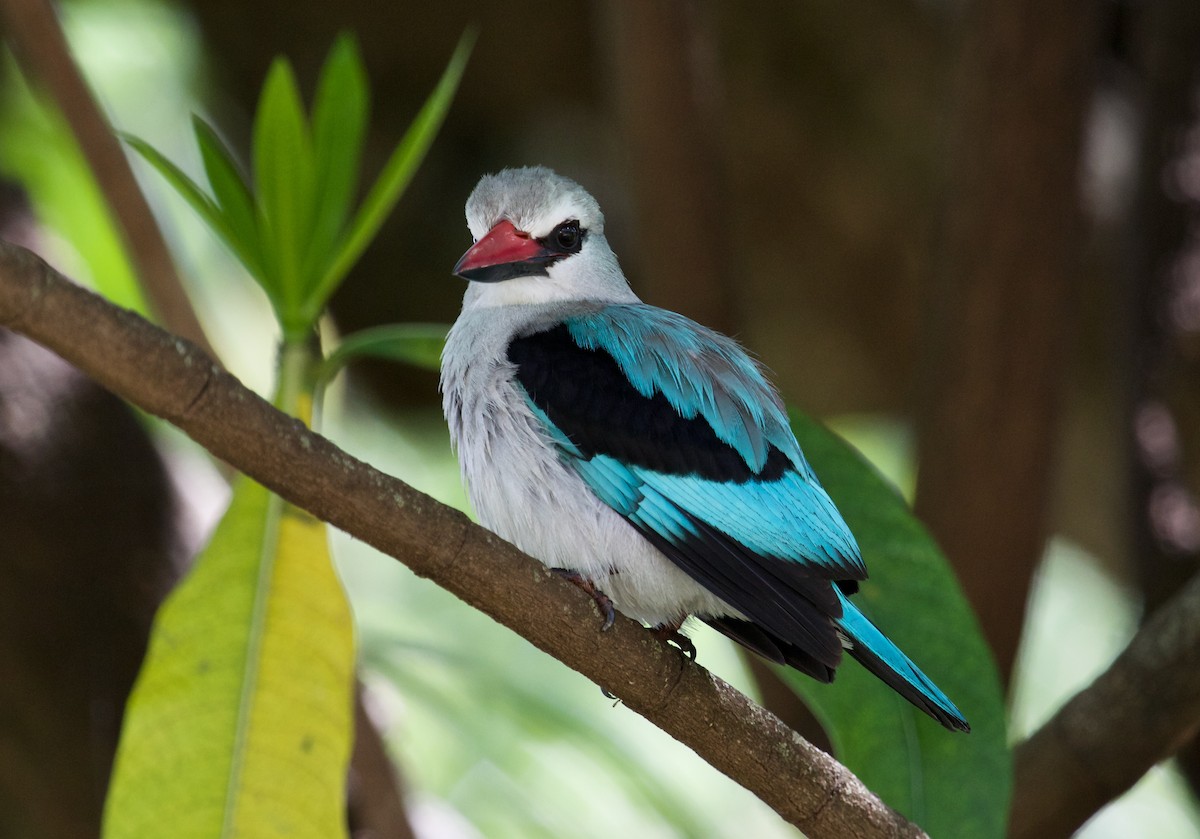 Woodland Kingfisher - ML628254756