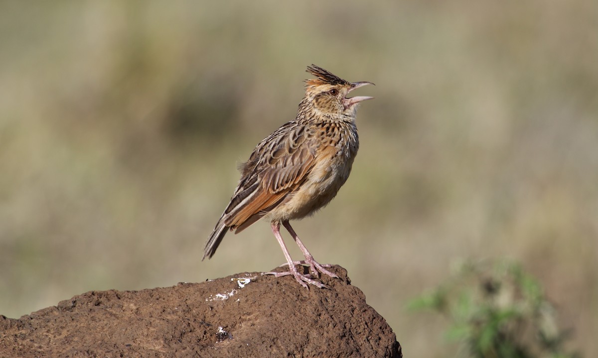 Rufous-naped Lark - ML628254768