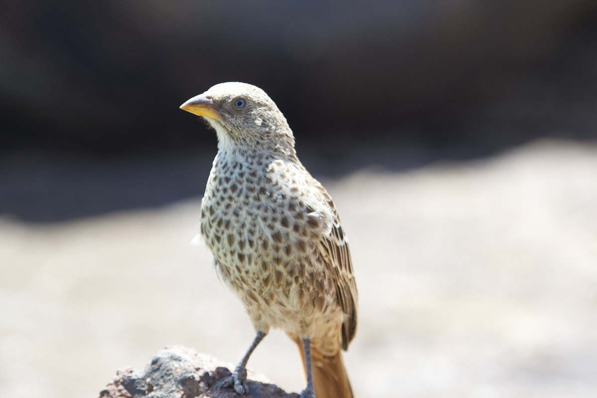 Rufous-tailed Weaver - ML628254780