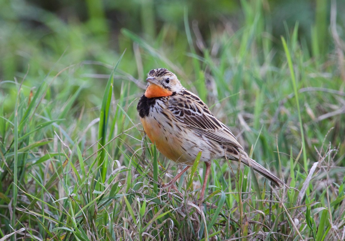 Rosy-throated Longclaw - ML628254800