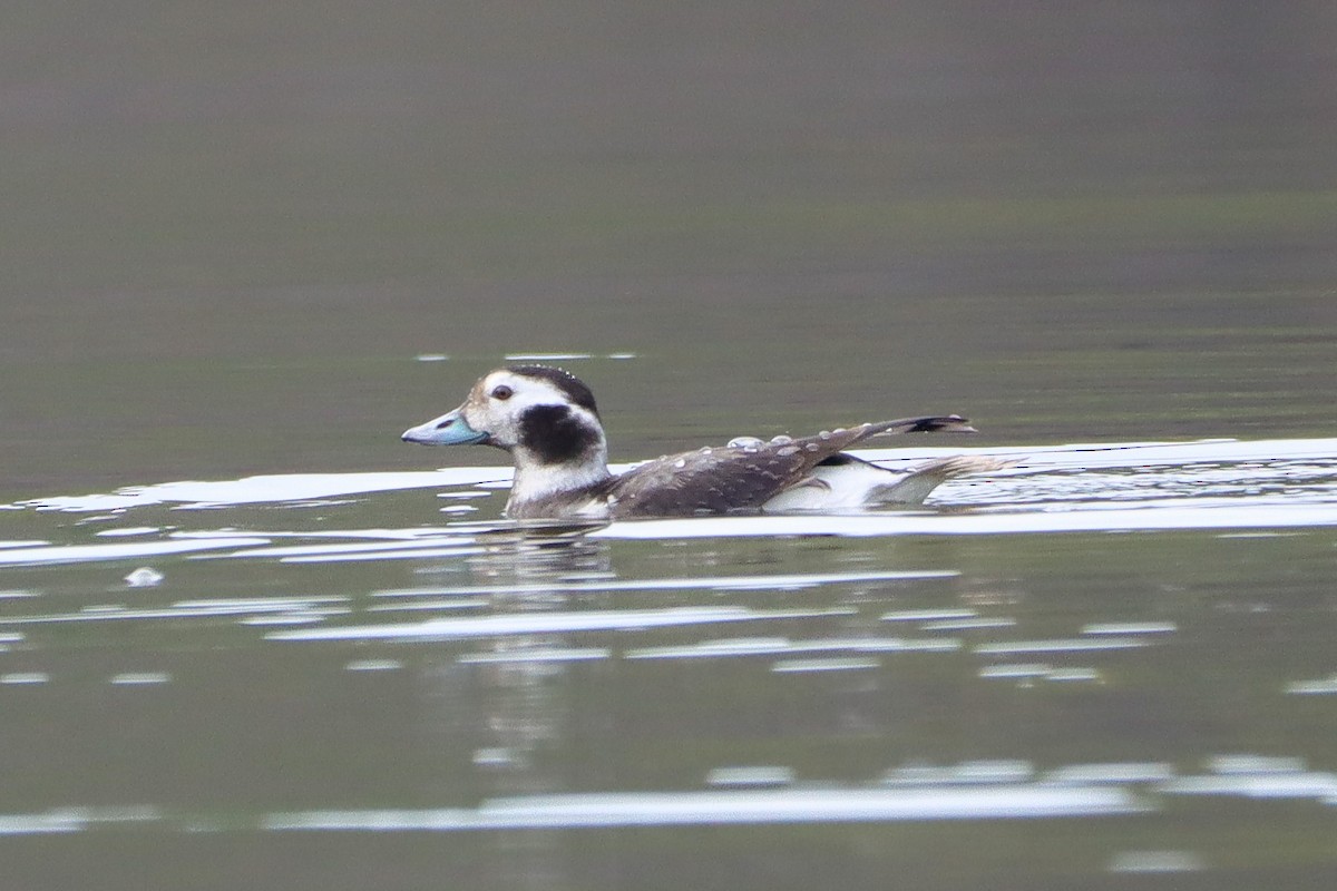 Long-tailed Duck - ML628255425