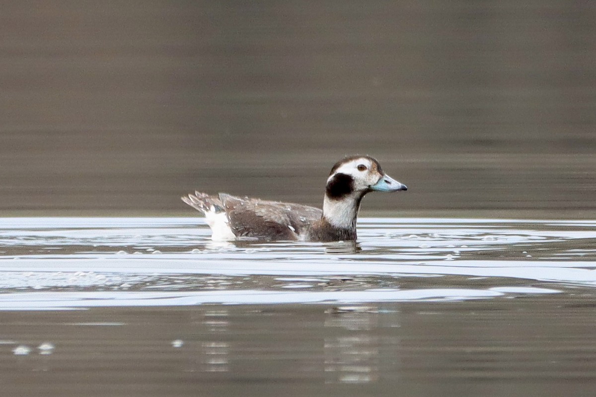 Long-tailed Duck - ML628255426