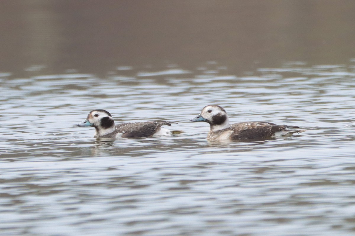 Long-tailed Duck - ML628255427