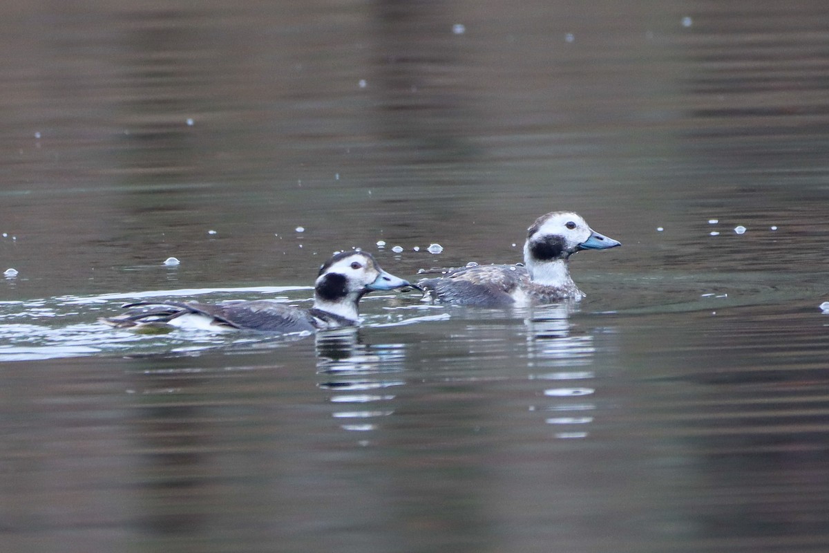 Long-tailed Duck - ML628255511