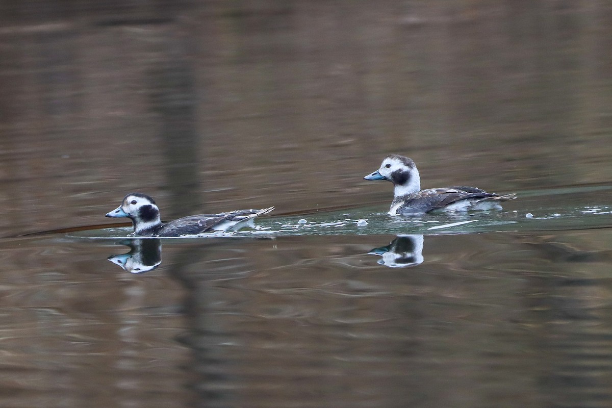 Long-tailed Duck - ML628255512