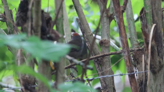 Cabanis's Ground-Sparrow - ML628255553