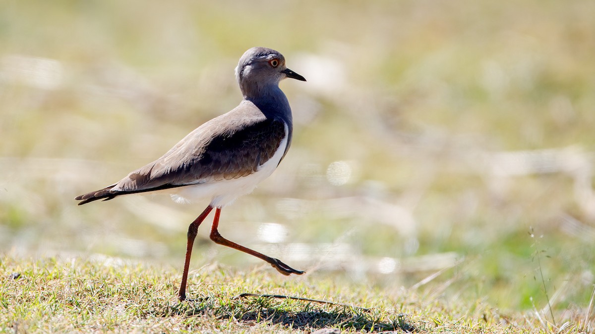 Black-winged Lapwing - ML628255585