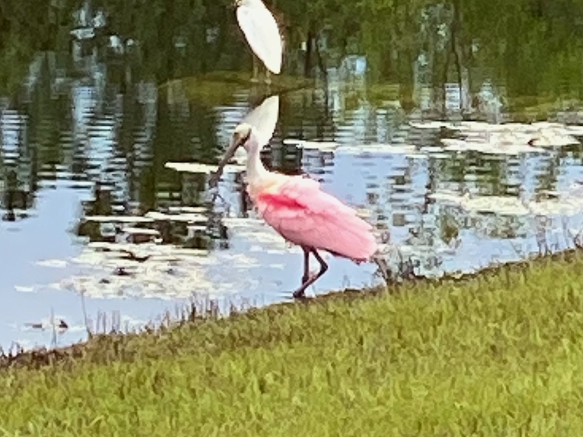 Roseate Spoonbill - ML628255598