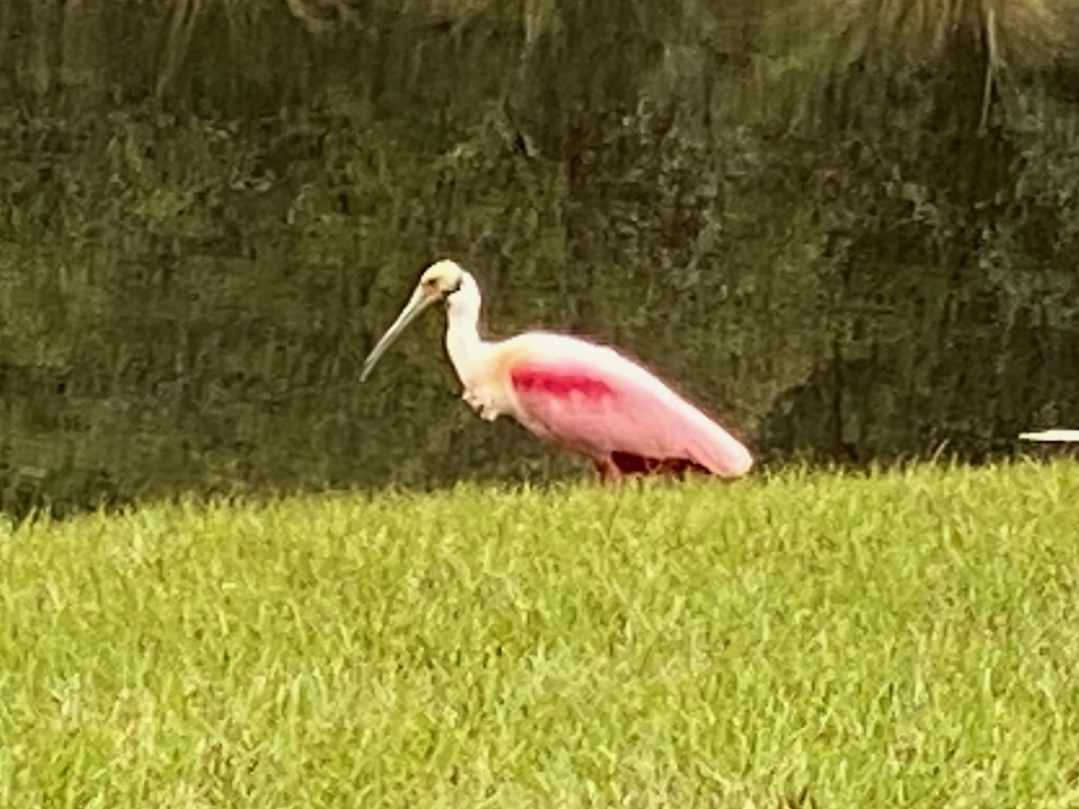 Roseate Spoonbill - ML628255599