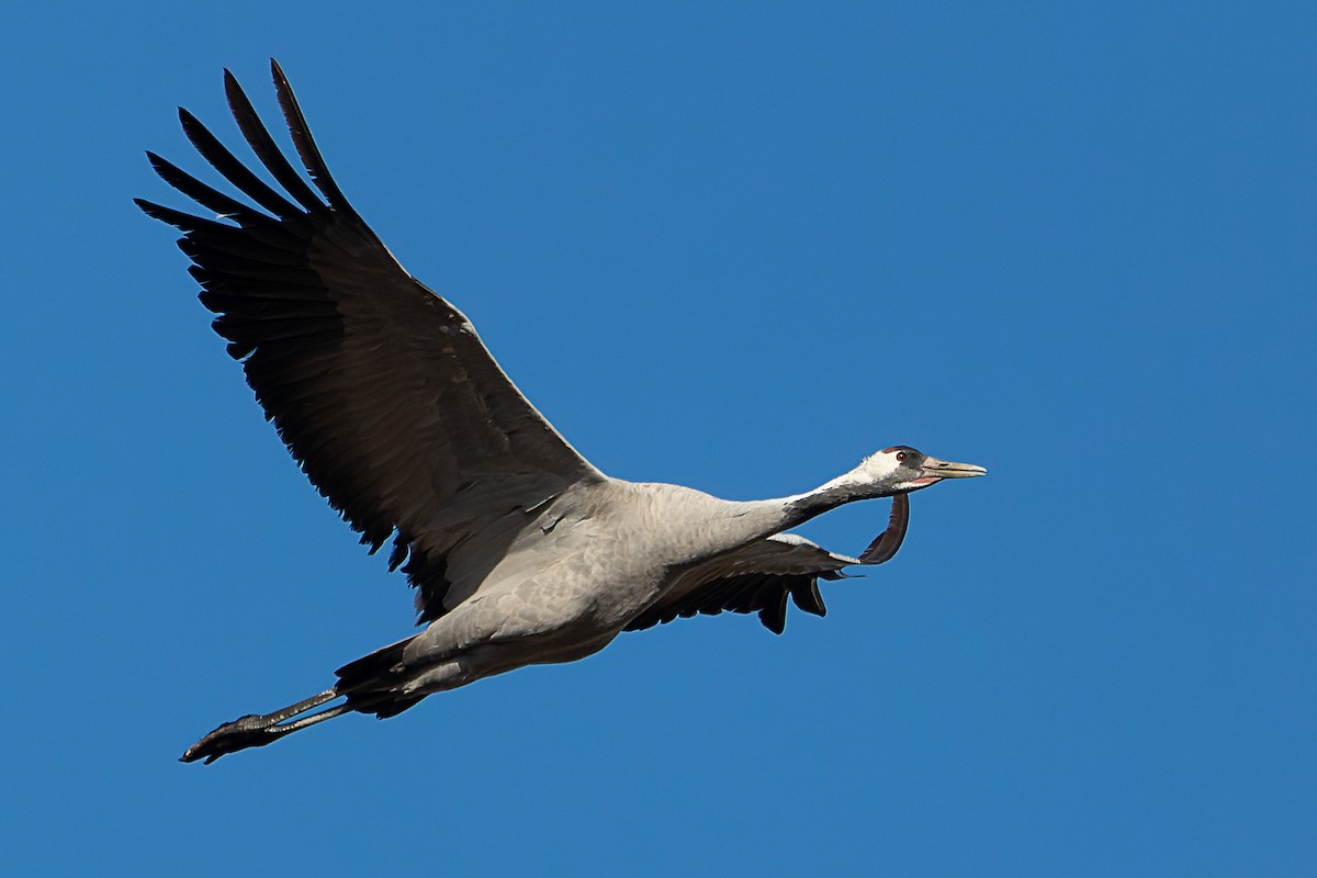 Хархираа тогоруу - ML628255616