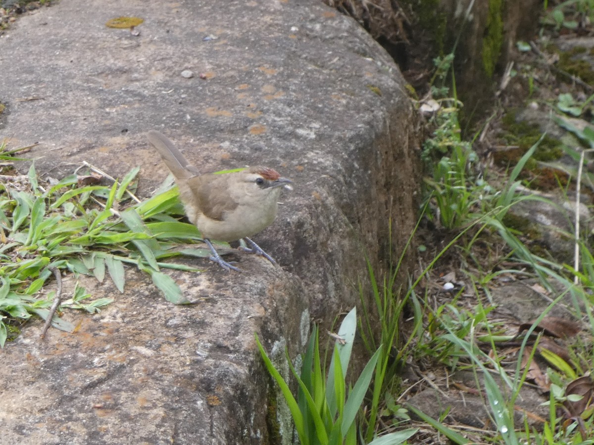 Rufous-fronted Thornbird - ML628255642