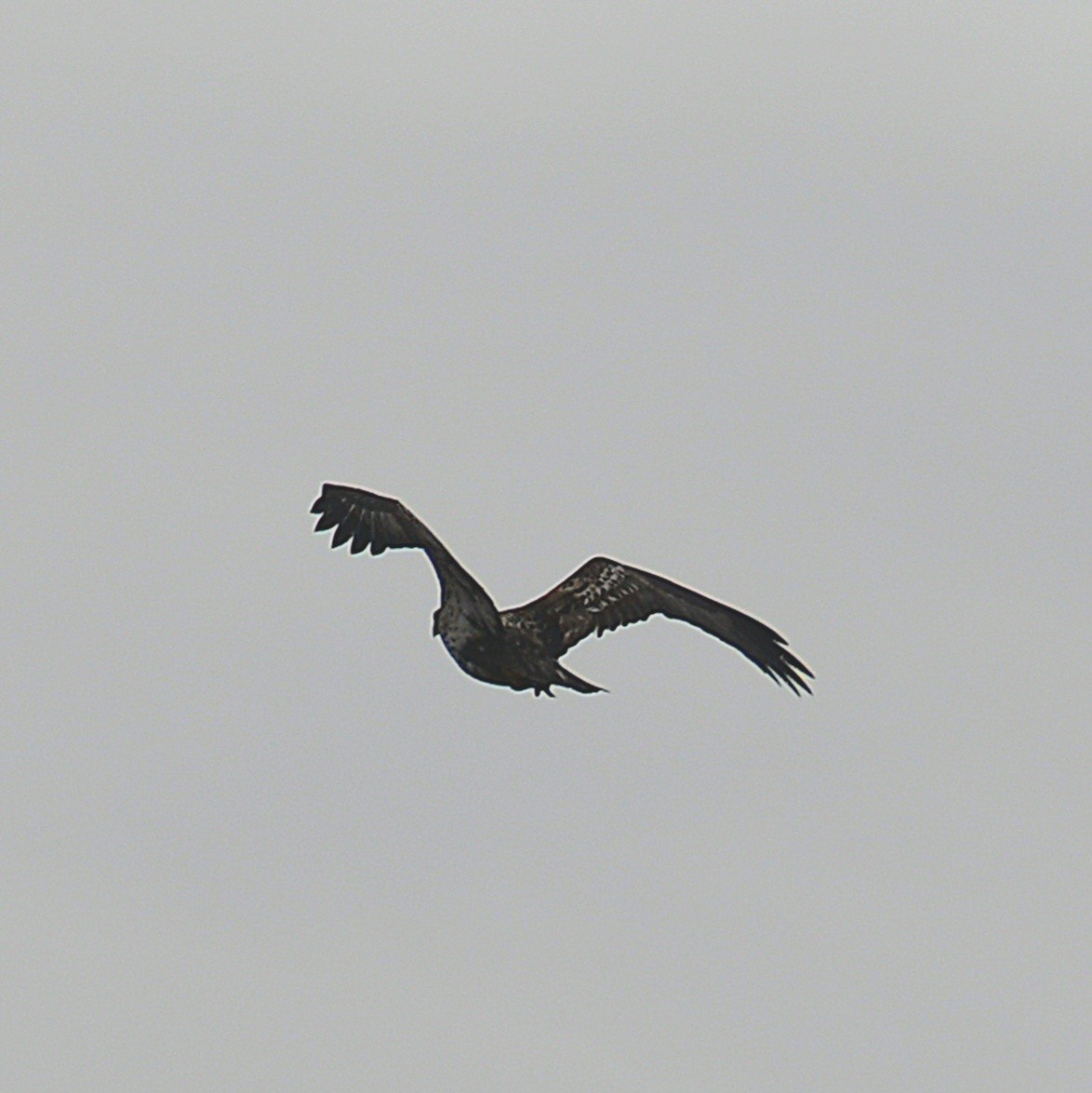 Bald Eagle - ML628255695