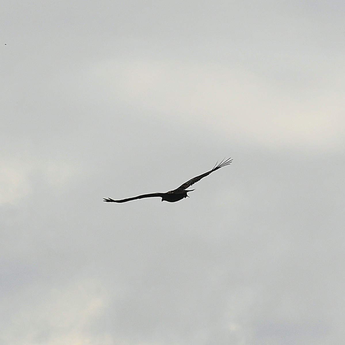 Bald Eagle - ML628255696