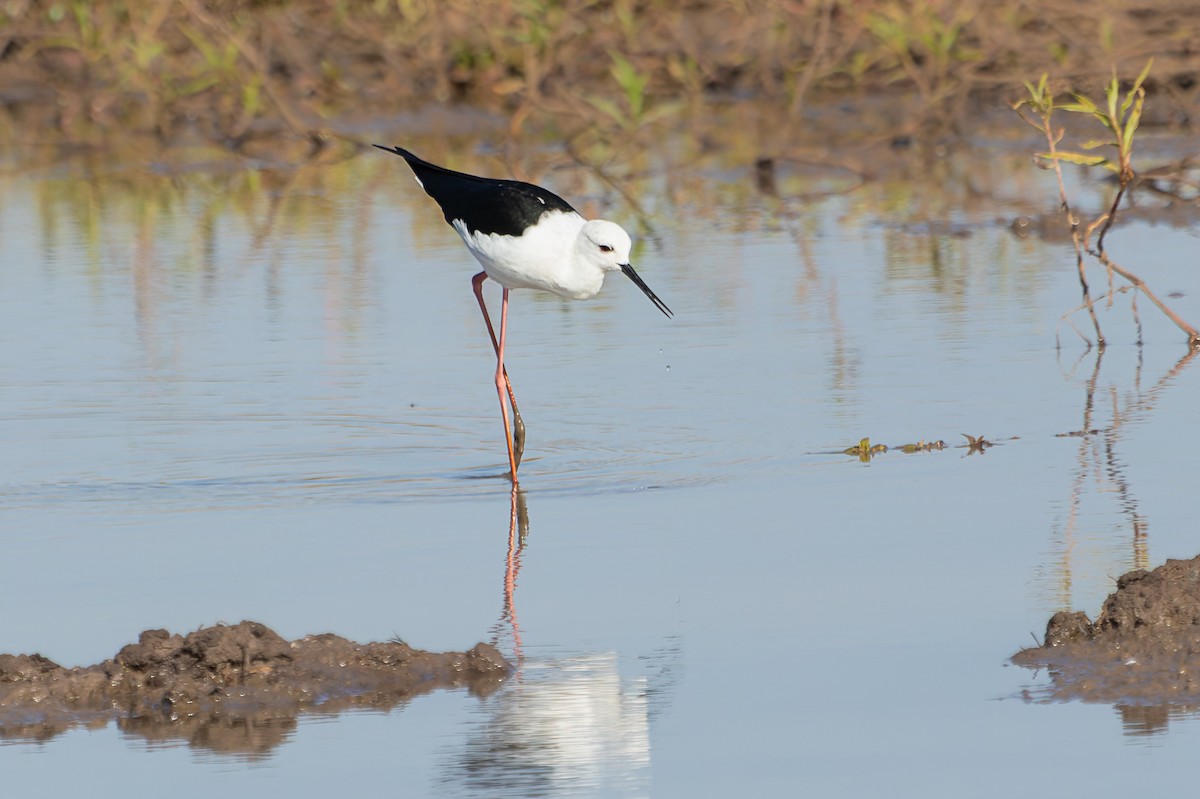 Эгэл хилэн жигүүр - ML628255708