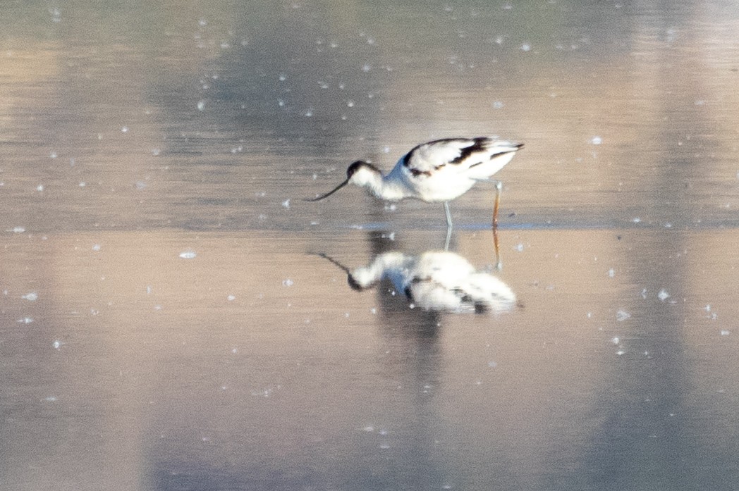 Алаг ээтэн - ML628255720