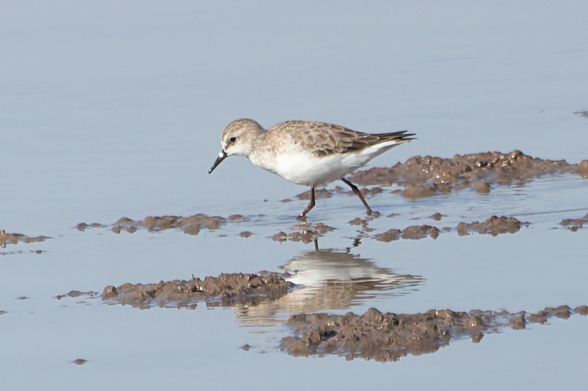 Одой элсэг - ML628255744