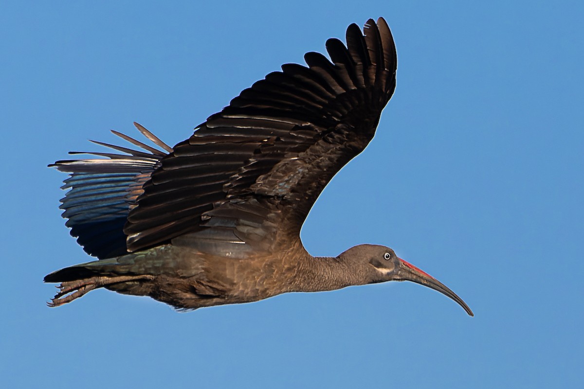 Hadada Ibis - ML628255759