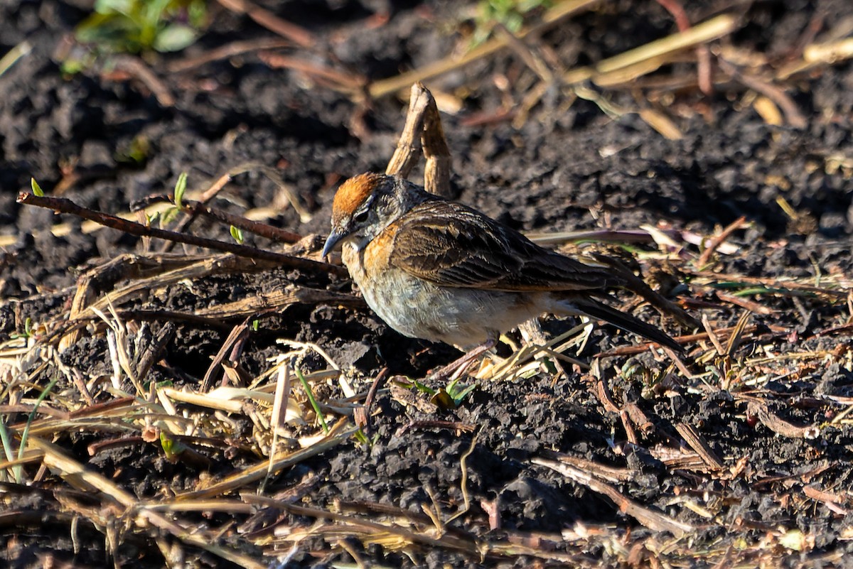 Blanford's Lark (Erlanger's) - ML628255809