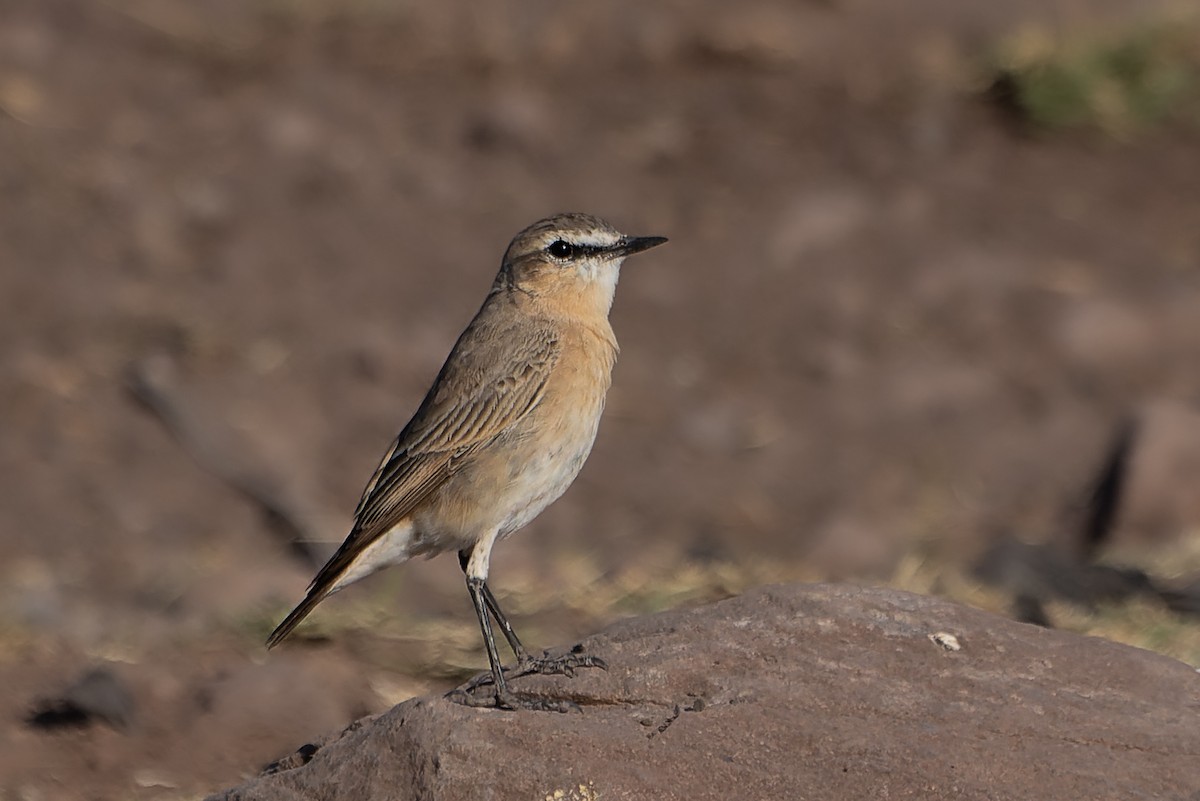 Бүжимч чогчиго - ML628255839