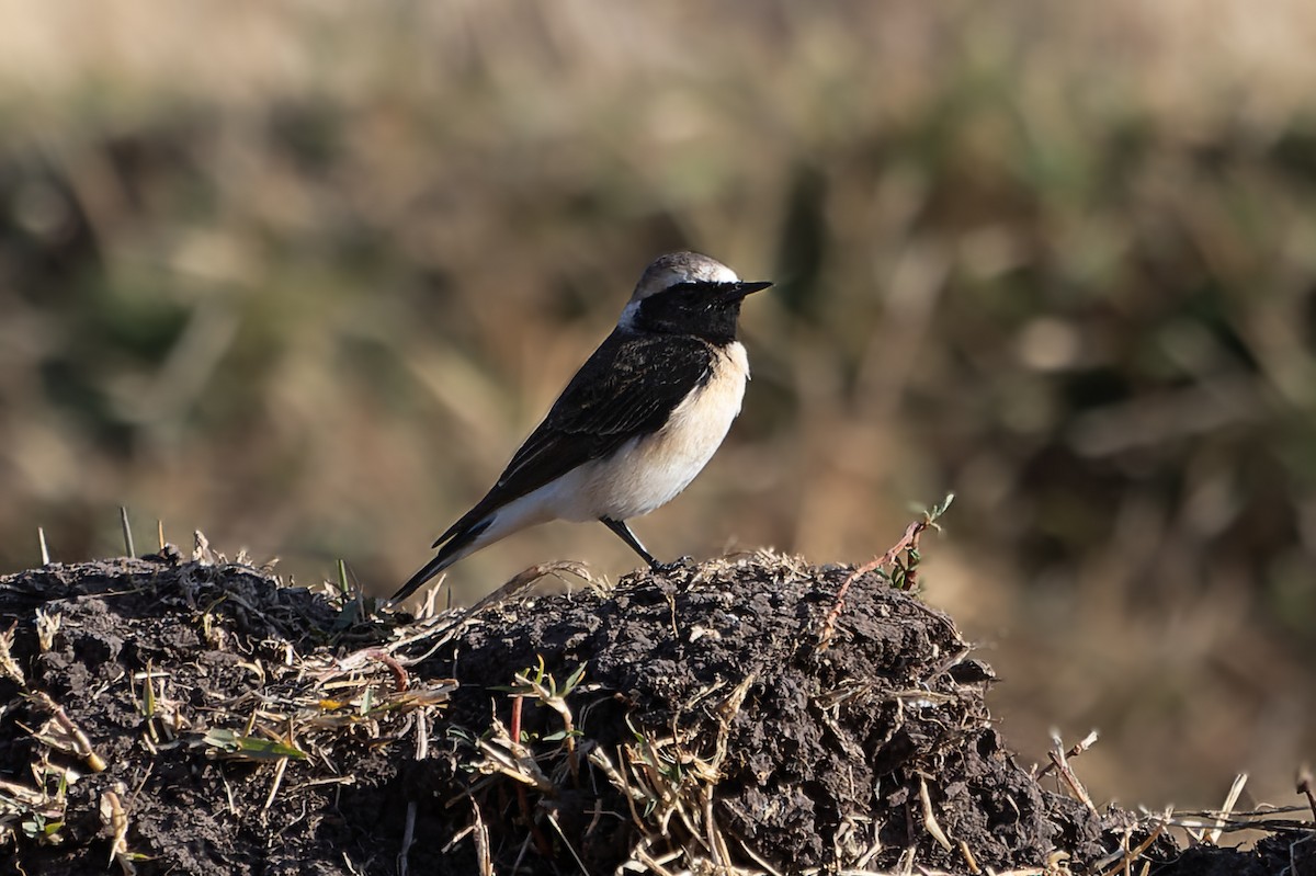 Мяраан чогчиго - ML628255858